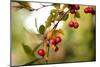 Red Berries I-Erin Berzel-Mounted Photographic Print