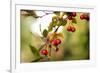 Red Berries I-Erin Berzel-Framed Photographic Print