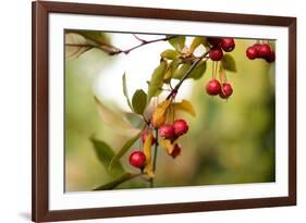 Red Berries I-Erin Berzel-Framed Photographic Print