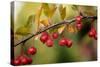 Red Berries II-Erin Berzel-Stretched Canvas