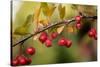 Red Berries II-Erin Berzel-Stretched Canvas