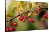 Red Berries II-Erin Berzel-Stretched Canvas