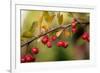 Red Berries II-Erin Berzel-Framed Photographic Print