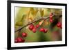 Red Berries II-Erin Berzel-Framed Photographic Print