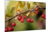 Red Berries II-Erin Berzel-Mounted Photographic Print