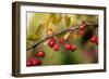 Red Berries II-Erin Berzel-Framed Photographic Print
