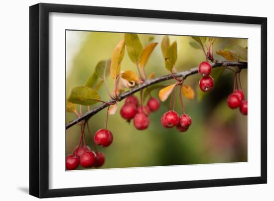 Red Berries II-Erin Berzel-Framed Photographic Print