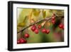 Red Berries II-Erin Berzel-Framed Photographic Print