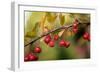 Red Berries II-Erin Berzel-Framed Photographic Print