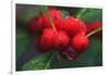 Red Berries with Rain Drops, Maine, USA-Joanne Wells-Framed Photographic Print