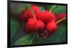 Red Berries with Rain Drops, Maine, USA-Joanne Wells-Framed Photographic Print