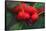 Red Berries with Rain Drops, Maine, USA-Joanne Wells-Framed Stretched Canvas