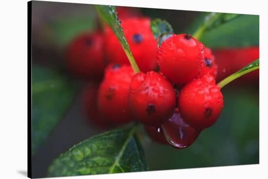 Red Berries with Rain Drops, Maine, USA-Joanne Wells-Stretched Canvas