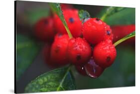 Red Berries with Rain Drops, Maine, USA-Joanne Wells-Stretched Canvas