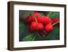 Red Berries with Rain Drops, Maine, USA-Joanne Wells-Framed Photographic Print