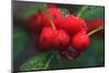 Red Berries with Rain Drops, Maine, USA-Joanne Wells-Mounted Photographic Print