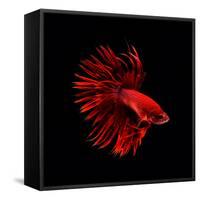 Red Betta Fish-null-Framed Stretched Canvas