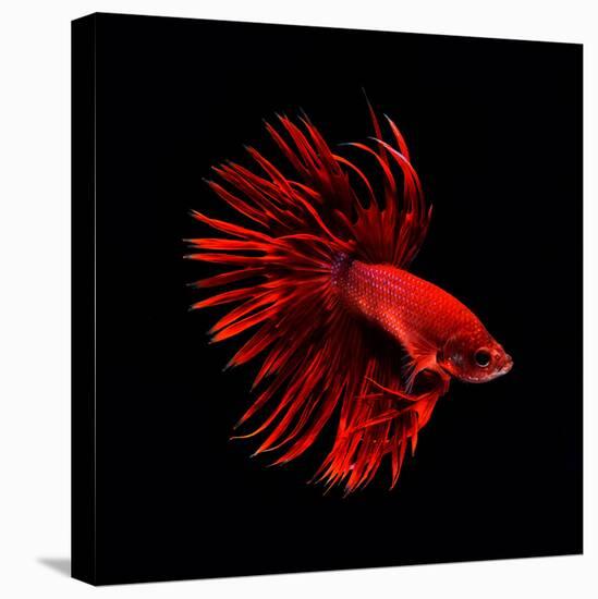 Red Betta Fish-null-Stretched Canvas