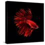 Red Betta Fish-null-Stretched Canvas