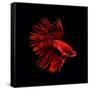 Red Betta Fish-null-Framed Stretched Canvas