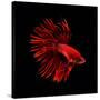 Red Betta Fish-null-Stretched Canvas