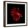 Red Betta Fish-null-Framed Premium Photographic Print