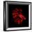 Red Betta Fish-null-Framed Premium Photographic Print