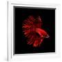 Red Betta Fish-null-Framed Photographic Print