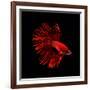 Red Betta Fish-null-Framed Photographic Print