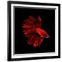 Red Betta Fish-null-Framed Photographic Print