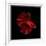 Red Betta Fish-null-Framed Photographic Print