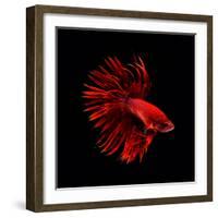 Red Betta Fish-null-Framed Photographic Print