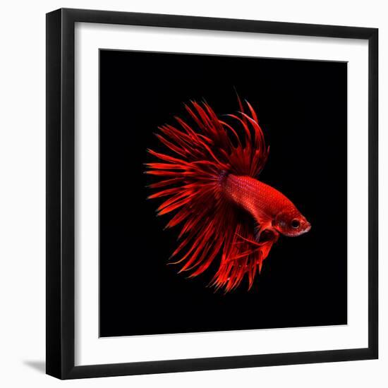 Red Betta Fish-null-Framed Photographic Print