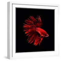 Red Betta Fish-null-Framed Photographic Print