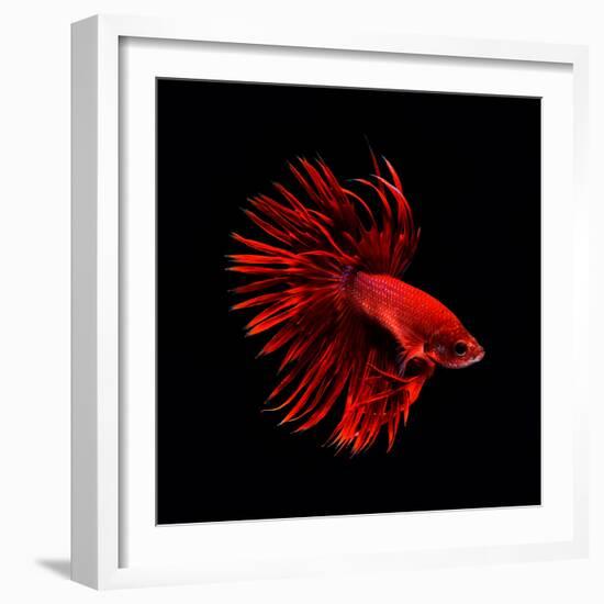 Red Betta Fish-null-Framed Photographic Print