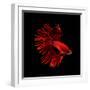 Red Betta Fish-null-Framed Photographic Print