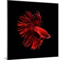 Red Betta Fish-null-Mounted Photographic Print