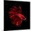 Red Betta Fish-null-Mounted Photographic Print