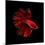 Red Betta Fish-null-Mounted Photographic Print