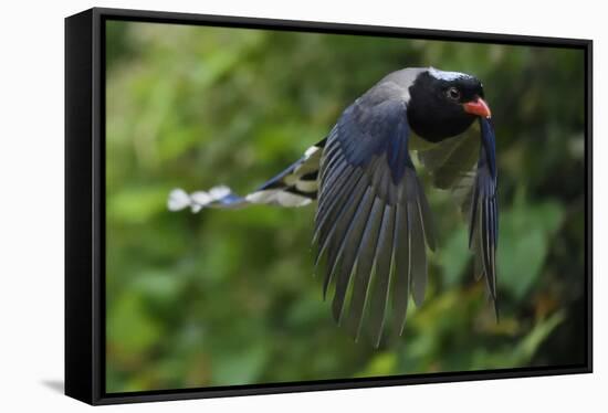 Red-billed blue magpie flying, Yangxian Biosphere Reserve, Shaanxi, China-Staffan Widstrand/Wild Wonders of China-Framed Stretched Canvas