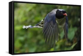 Red-billed blue magpie flying, Yangxian Biosphere Reserve, Shaanxi, China-Staffan Widstrand/Wild Wonders of China-Framed Stretched Canvas