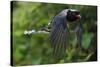 Red-billed blue magpie flying, Yangxian Biosphere Reserve, Shaanxi, China-Staffan Widstrand/Wild Wonders of China-Stretched Canvas