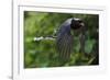 Red-billed blue magpie flying, Yangxian Biosphere Reserve, Shaanxi, China-Staffan Widstrand/Wild Wonders of China-Framed Photographic Print