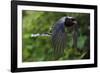 Red-billed blue magpie flying, Yangxian Biosphere Reserve, Shaanxi, China-Staffan Widstrand/Wild Wonders of China-Framed Photographic Print