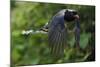 Red-billed blue magpie flying, Yangxian Biosphere Reserve, Shaanxi, China-Staffan Widstrand/Wild Wonders of China-Mounted Photographic Print