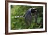 Red-billed blue magpie flying, Yangxian Biosphere Reserve, Shaanxi, China-Staffan Widstrand/Wild Wonders of China-Framed Photographic Print