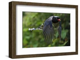 Red-billed blue magpie flying, Yangxian Biosphere Reserve, Shaanxi, China-Staffan Widstrand/Wild Wonders of China-Framed Photographic Print