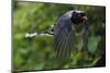 Red-billed blue magpie flying, Yangxian Biosphere Reserve, Shaanxi, China-Staffan Widstrand/Wild Wonders of China-Mounted Photographic Print