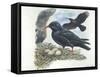 Red-Billed Chough Pyrrhocorax Pyrrhocorax in Nest with Eggs-null-Framed Stretched Canvas