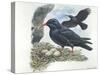 Red-Billed Chough Pyrrhocorax Pyrrhocorax in Nest with Eggs-null-Stretched Canvas
